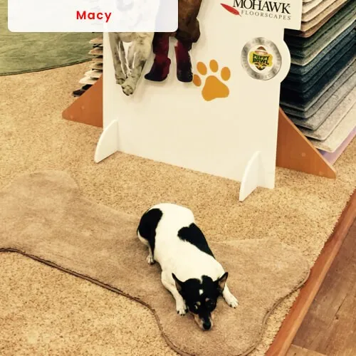 Macy the dog at McCool's Flooring
