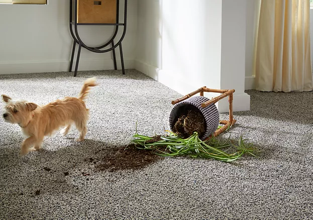 Dog knocking over a potted plant on a durable PetPremier carpet
